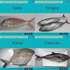 Ikan laut dangkal berbeda dengan ikan laut dalam, pada umumnya ikan ini mendiami pantai memancing sambil berdiri di garis pantai atau mengarungi ombak, di pantai berbatu, dermaga ada banyak jenis ikan pinggir pantai yang berukuran besar maupun kecil yang menjadi incaran para. Bantuan Kecemasan Buat Buletin Info 1 Malaysia Global Facebook