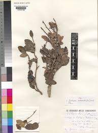 Image result for Scolopia stolzii