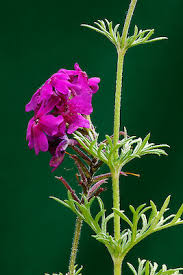 Image result for Verbena aristigera