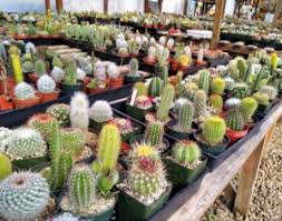 The nursery is now gone. Gerry And Roy Foss Of Yaquina Nursery Have Spent Decades Growing Cacti Succulents And Love Up Yachats River Road Yachatsnews Com