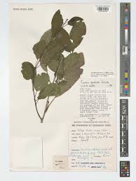 Image result for Cordia goetzei