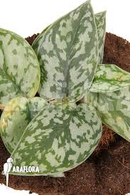 Cas confirmés, mortalité, guérisons, toutes les statistiques Araflora Exotic Flora More Scindapsus Silver Lady