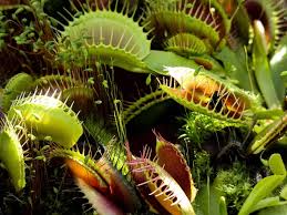 Each plant usually has about six stems with hinged leaves. Spotlight On Venus Flytrap Care Growth And Dormancy Helennaursula