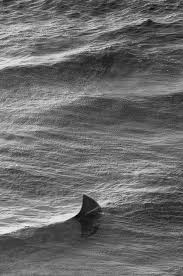 Black And White Shark Species Shark Fin Not Funny If You R One To Get Wet Often Just Sayin Shark Photos Shark Species Of Sharks