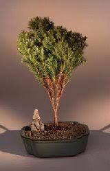Maybe you would like to learn more about one of these? Japanese Cedar Bonsai Tree Cryptomeria Japonica Globosa Nana