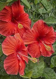 Pin On Beautiful Flowers And Plants