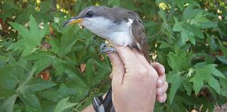 Oh yes, the cuckoo is a fine bird indeed! Western Yellow Billed Cuckoo Birds Endangered Species Accounts Sacramento Fish Wildlife Office