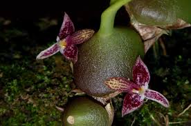 Image result for Bulbophyllum josephi