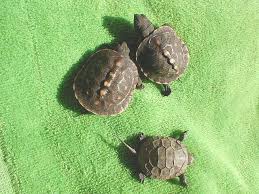 See full list on reptile.guide Turtletails Com Baby Turtle Pictures Gallery