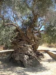 Oldest Olive Tree In The World Is Found In Crete In The Village Of Vouves This Olive Tree Is Believed To Be As Old As 3 000 Years Or Even Mor Alberi Secolari