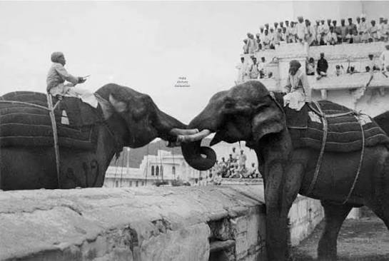 An elephant fight at Udaipur, India— circa 1920s. #History #india #udaipur # elephant
