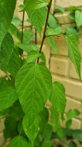 Image result for Acalypha welwitschiana