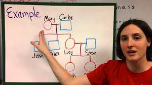 Since you're taking the time to research and draw your family tree, pick out nice drawing materials so that the. Pedigree Charts Youtube