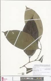 Image result for Leptaulus