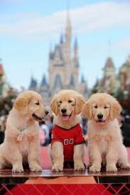 A young boy named josh and bud, a talented stray dog with an amazing basketball playing ability, become instant friends. 23 Air Bud Air Buddies Ideas Air Bud Buddy Air Buddies Movies