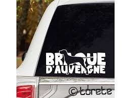 Image result for auvergneský ohař