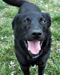 Jul 21, 2013 · lab mix. Black Lab Border Collie Mix Picture Dog Breeders Guide