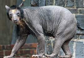 Maybe you would like to learn more about one of these? The Case Of Guru The Chimp And Animal Alopecia