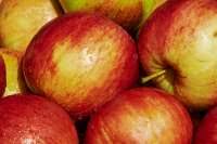 We did not find results for: Cold Hardy Fruit Trees 16 Varieties That Tolerate Cold Greenupside