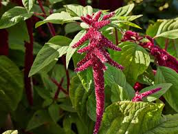 Image result for Amaranthus praetermissus