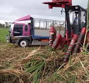 HOW SUGARCANE HARVESTED BY MACHINE IN THE PHILIPPINES