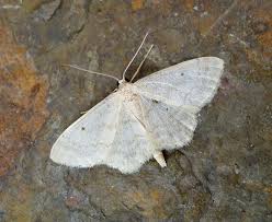 Image result for Idaea biselata