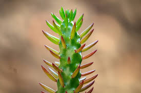 Image result for Austrocylindropuntia