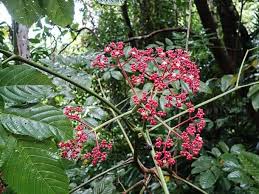 Image result for Leea guineensis