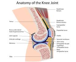 When you want to move, electrical impulses come from the brain, down through the spinal cord and are transmitted reader view. Anatomy And Physiology Of The Human Knee Joint Faculty Of Medicine