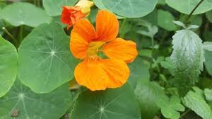 Image result for Tropaeolaceae