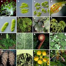 One Thousand Plant Transcriptomes And The Phylogenomics Of