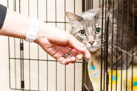 Sakit perut merupakan istilah umum yang dipakai untuk mendeskripsikan rasa nyeri tumpul pada abdomen atau kram perut. Jangan Anggap Remeh Mulut Kucing Berbau Mungkin Si Bulus Kesayangan Ada Penyakit Berbahaya I Suke Mstar