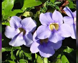 Image result for Stomatostemma monteiroae