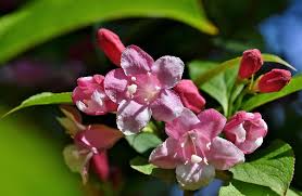 Pink flowers on a branch. Weigelien Geissblattgewaechs Ornamental Shrub Spring Flowers Bush Smell Flower Plant Star Garden Pikist