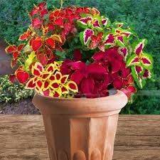 Image result for Coleus meyeri