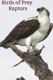 Birds Of Prey Animals Raptors Birds Of Prey A Birds Delight Raptors Bird Birds Of Prey Animals Wild