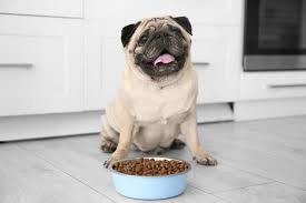 Food allergy is caused by any food that produces a hypersensitivity reaction to the dog such as eggs, wheat, or soy. The 25 Best Grain Free Dog Foods Of 2020 Pup Life Today