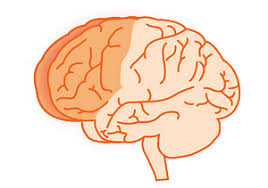 Image result for Frontal Lobe