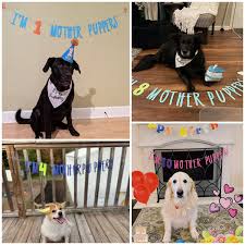Dog Birthday Banner ∙ Happy Birthday Mother Puppers ∙ Dog Birthday  Decoration ∙ Lets Pawty ∙ Its My Birthday Mother Puppers ∙ Puppy Birthday
