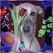 Flowers animation movement illustration animated gif. Dog And Flowers Picmix