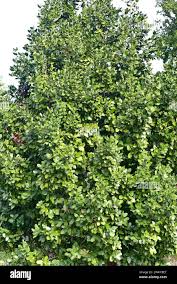 Image result for Beilschmiedia