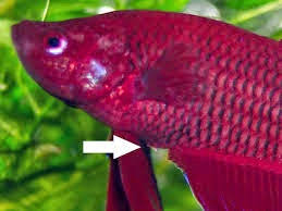 Cara merawat burayak anakan ikan cupang. Berita Tv Malaysia Cara Pembiakan Ikan Laga Breed Betta Fish