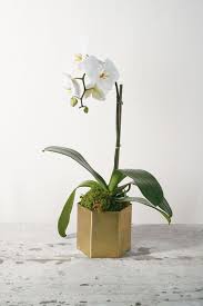 Exclusive designs made with responsibly sourced flowers. Flower Delivery Urbanstems The Madonna Flower Delivery Cool Plants Orchids