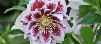 Hellebores are easy to grow and are undemanding. How To Care For Your New Hellebore Ashwood Nurseries