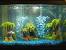 Spongebob Fish Tank Ideas