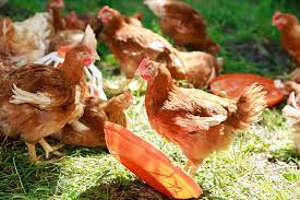 Vile de vanzare bacau si potentialul lor real. RÄƒzboiul Gospodarilor Agricola BacÄƒu IÈ™i ApÄƒrÄƒ Marca La Tribunal Ziarul De BacÄƒu
