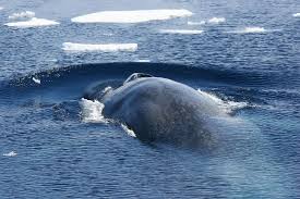 antarctic blue whale set to make big
