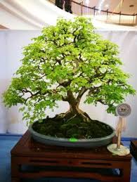 200 Ide Cara Mendapatkan Uang Di Internet Terbaik Pohon Bonsai Tanaman Bonsai