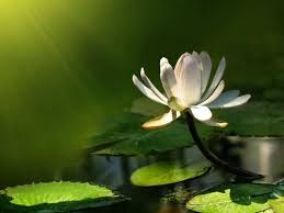Lotus Flower Wallpapers Wallpaper Cave See more ideas about lotus flower wallpaper, flower wallpaper, beautiful flowers. lotus flower wallpapers wallpaper cave