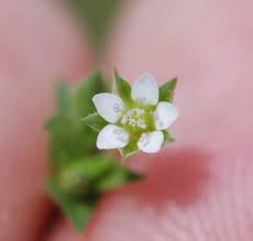 Image result for Cliffortia serpyllifolia